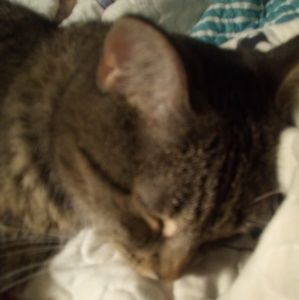 Meet your Posher, Abby